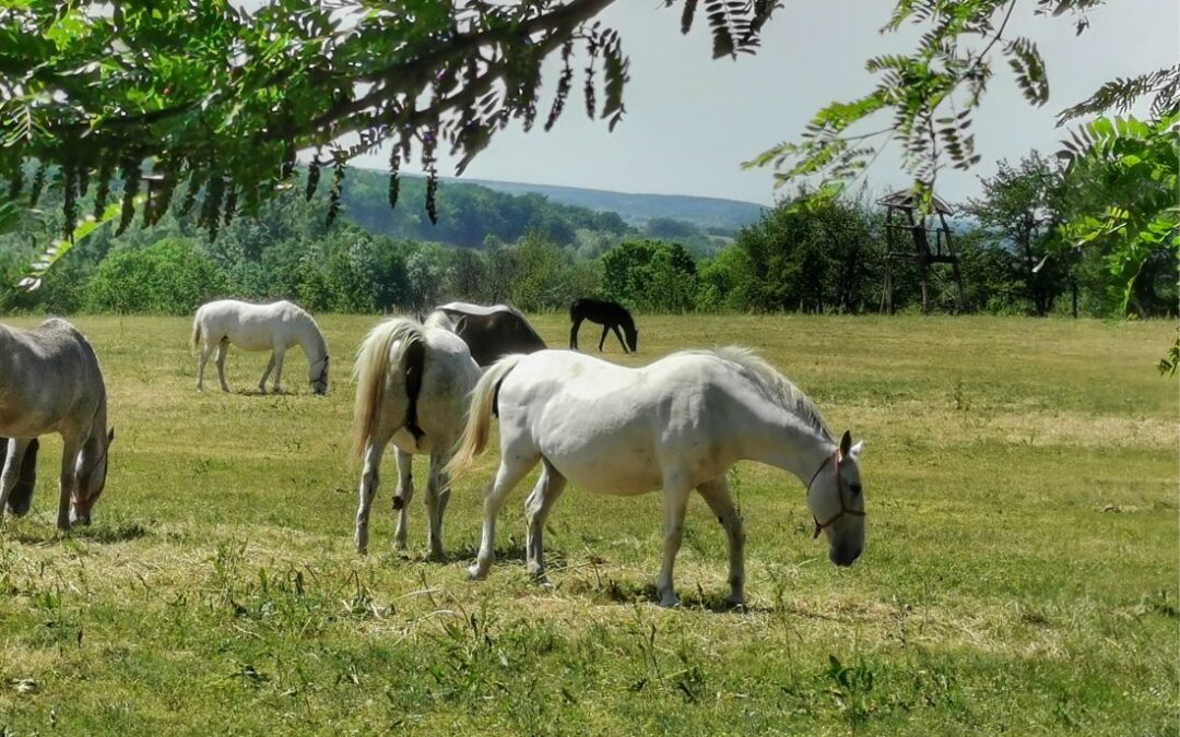 Državna ergela Đakovo i Ivandvor – više od 500 godina tradicije, elegancije i slavonskog ponosa